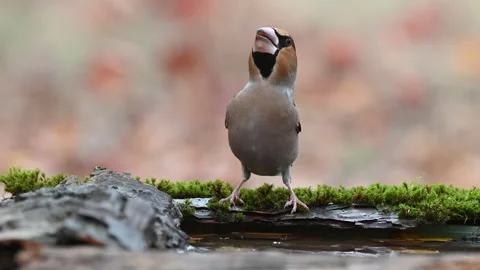 Hawfinch Coccothraustes coccothraustes Drinking in the Wild. Slow Motion Stock Footage 310575590