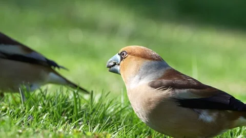 Hawfinch (Coccothraustes coccothraustes) feeding on grass seeds 動画素材 342598522