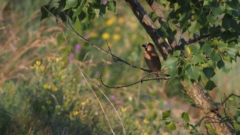 Hawfinch (Coccothraustes coccothraustes) Video stock 69913987