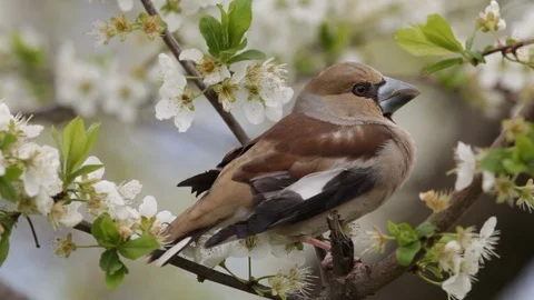 The Hawfinch (Coccothraustes coccothraustes) Stock Footage 126974471
