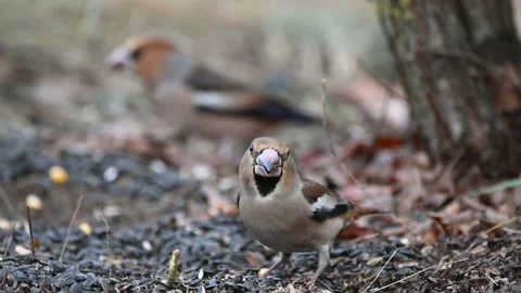 Hawfinch Coccothraustes coccothraustes.  Video stock 224745512