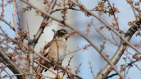 The hawfinch (Coccothraustes coccothraustes) Video stock 307167155