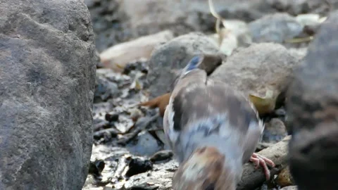 Hawfinch, Coccothraustes coccothraustes, Spain Stock Footage 234444110