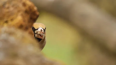 Hawfinch, Coccothraustes coccothraustes, Spain Stock Footage 234444161