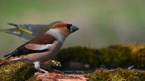 Hawfinch Coccothraustes coccothraustes. In the wild.  Stock-Footage 237031377