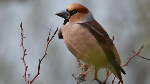 Hawfinch Coccothraustes coccothraustes. In the wild Stock-Footage 244634071
