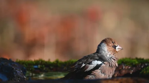 Hawfinch Coccothraustes coccothraustes. In the wild Stock-Footage 254979005