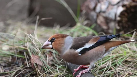 Hawfinch Coccothraustes coccothraustes. In the wild Stock-Footage 260755269