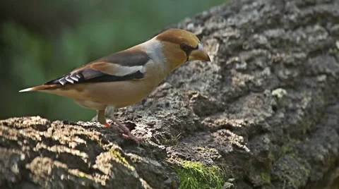 Hawfinch drinking water from forest pond and eating seeds.  Stock Footage 44480129