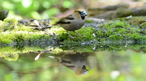 Hawfinch drinking water from forest pond and eating seeds. Stock Footage 62804992