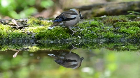 Hawfinch drinking water from forest pond and eating seeds. Stock Footage 62805113