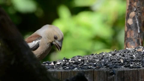 Hawfinch eats sunflower seeds on the feeder. Stock Footage 76359975