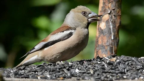 Hawfinch on the feeder. Video stock 76361997