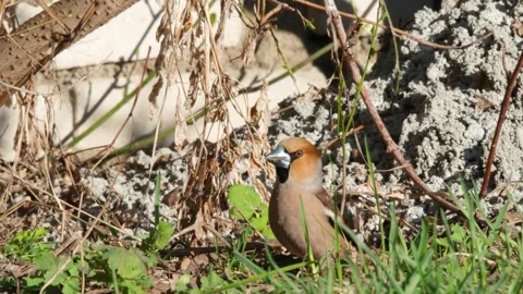 The hawfinch Stock Footage 307166942