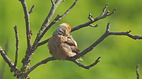 Hawfinch landed on a branch on top of the forest tree. Vídeos de archivo 44480559