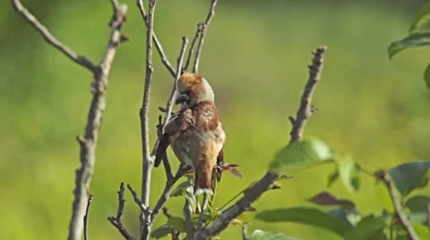 Hawfinch landed on a branch on top of the forest tree. Vidéo 44480637