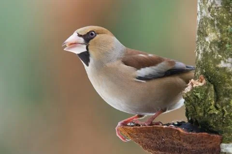 Hawfinch Stock Photos