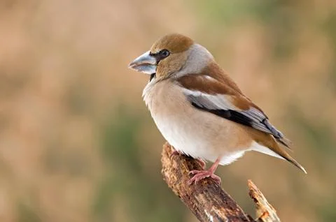 Hawfinch Stock Photos