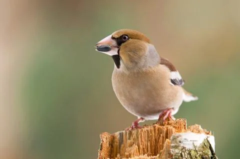 Hawfinch Stock Photos