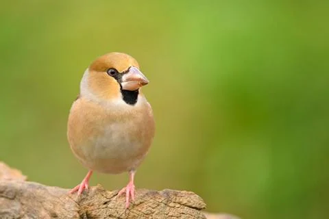 Hawfinch Fotos Stock
