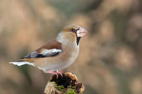 Hawfinch Stock Photos