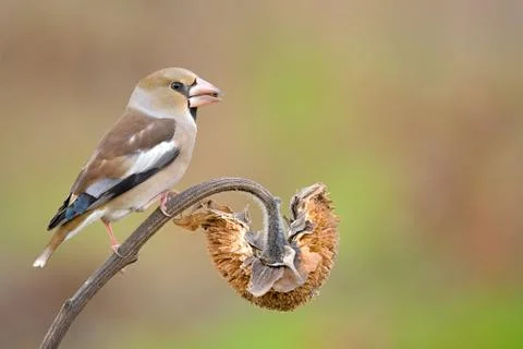 Hawfinch 스톡 사진
