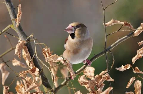 Hawfinch Foto stock
