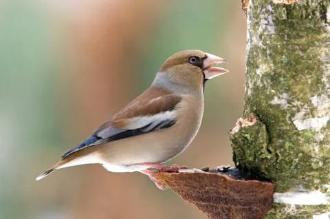 Hawfinch Stock Photos