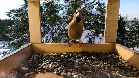 Hawfinch sitting on the feeder and looking at the camera Stock Footage 244853498