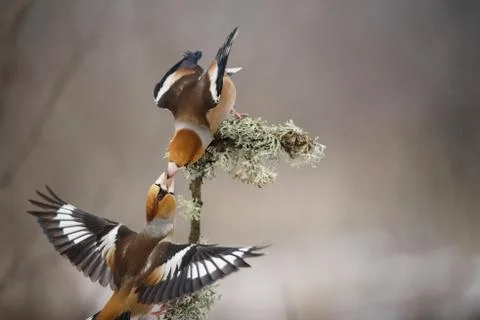 Hawfinch with spread wings pass each other food. Stock Photos