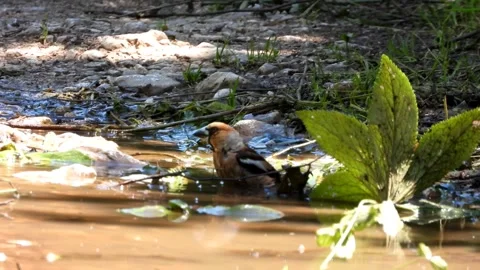 Hawfinch taking a bath (Coccothraustes coccothraustes) Stock Footage 276896571
