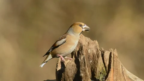 Hawfinch  on a tree trunk 库存影片 135314241