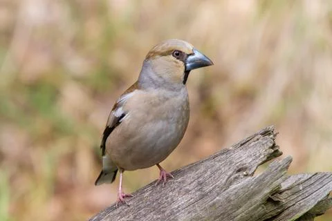 Hawfinch on a tree trunk Stock Photos