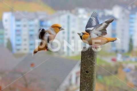 Hawfinches Stock Photos