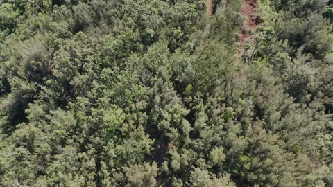 Hawiian forest drone Stock Footage 278532883