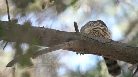 Hawk after a meal Stock Footage 8834873