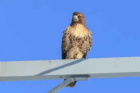 Hawk against a blue sky. Stock Photos