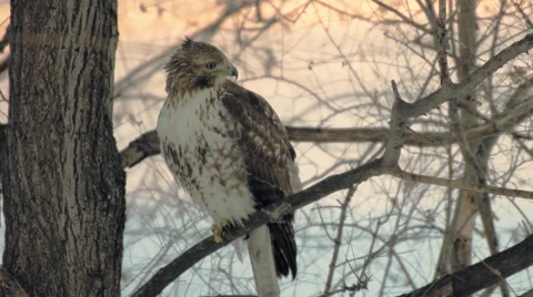 Hawk along the Illinois River Stock Footage 46599923