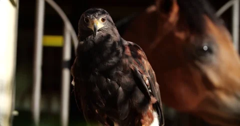Hawk and horse Stock Footage 126593229