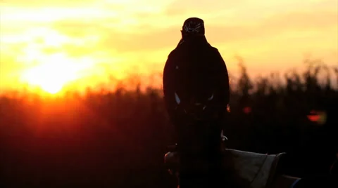 Hawk and lord walking Stock Footage 32172324