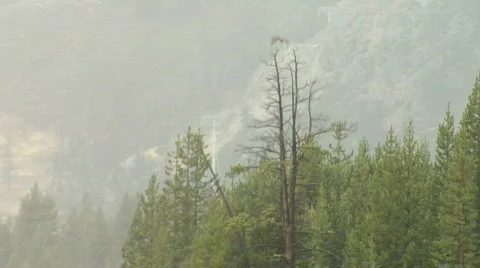 Hawk and Trees 1080 Stock Footage 841898