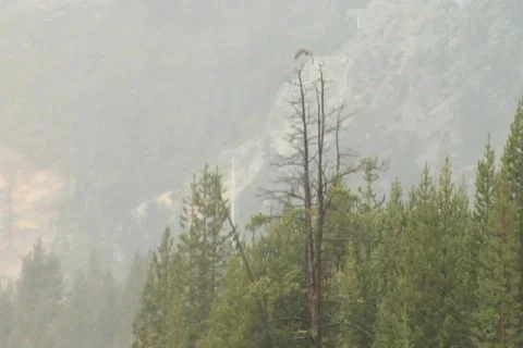 Hawk and Trees NTSC DV Stock Footage 841873