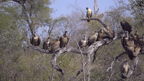 A hawk and vultures resting on branches Stock Footage 83840783