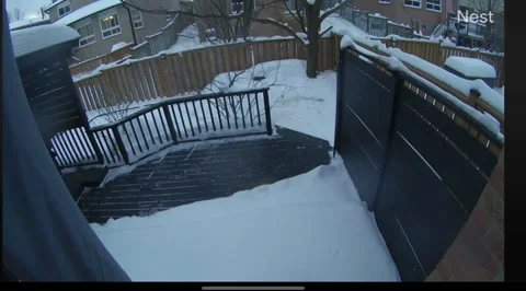Hawk Atempts to Grab Dog From Backyard, Ajax, Ontario, Canada - 18 Feb 2025 Stock Footage 303935842