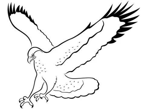 Hawk in attack Stock Illustration