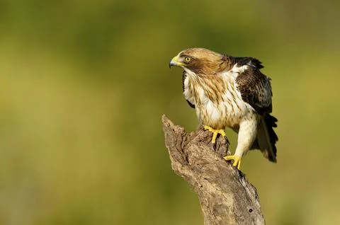 A hawk in attack position on a tree trunk with green background Stock Photos