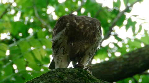 Hawk Attacked While Eating Video stock 24723707