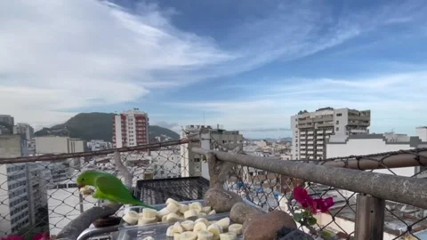 Hawk Attacks Parakeet in Wild Balcony Encounter – Brazil Stock Footage 310254639