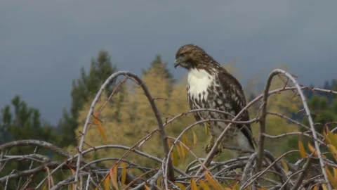 Hawk in autumn intently looking Video stock 290484641