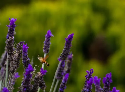 Hawk bee moth Stock Photos